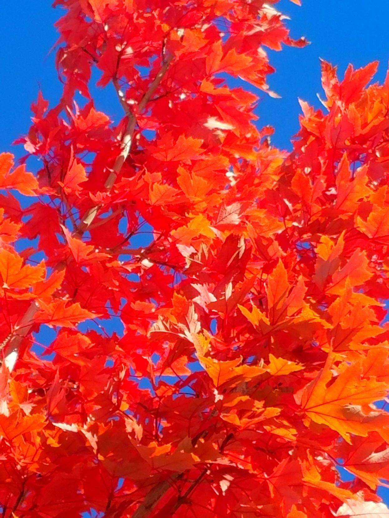 North Rim Maple
